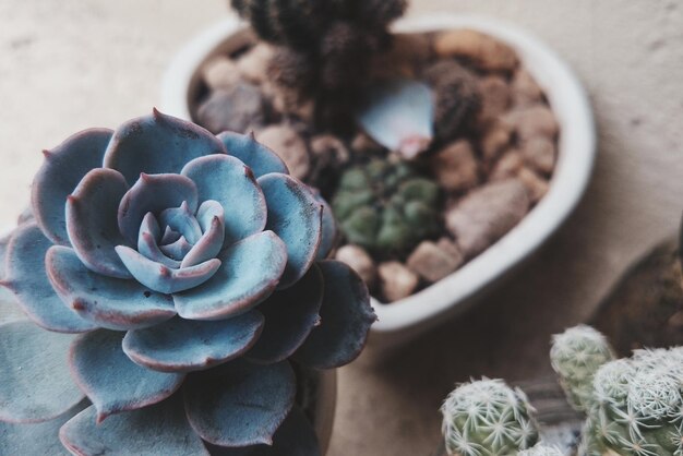 Foto prossimo piano del fiore