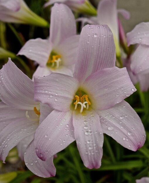 Foto prossimo piano del fiore