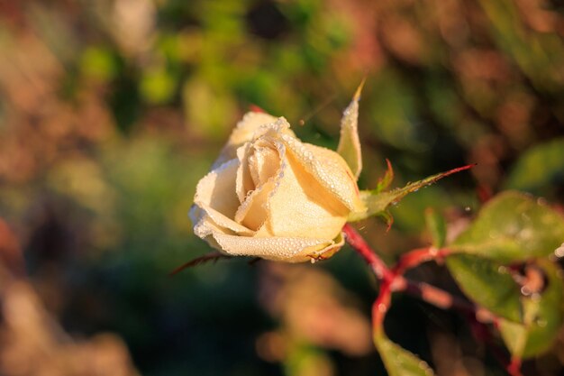 Foto prossimo piano del fiore