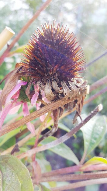 Close-up of flower