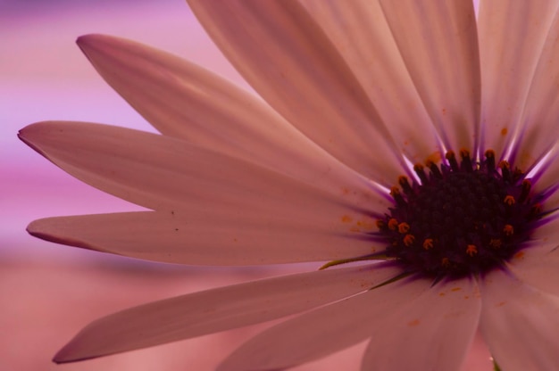 Close-up of flower
