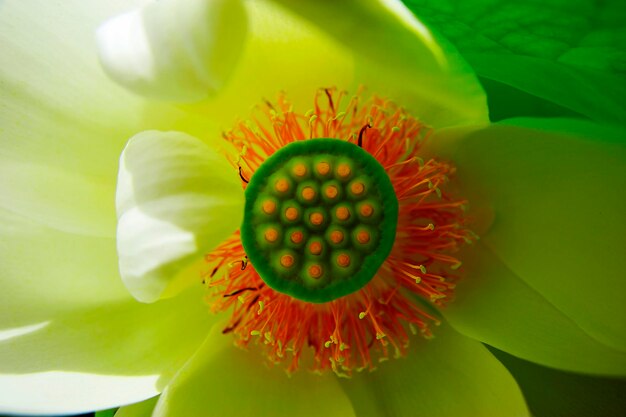 Close-up of flower