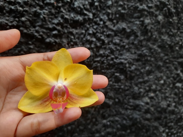 Photo close-up of flower