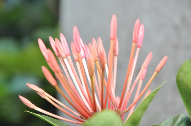 Foto prossimo piano del fiore