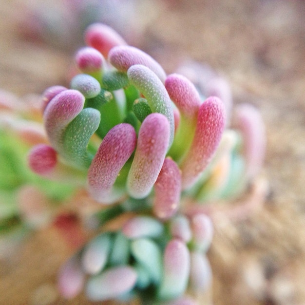 Photo close-up of flower