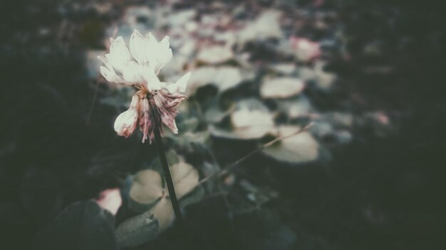 Close-up of flower