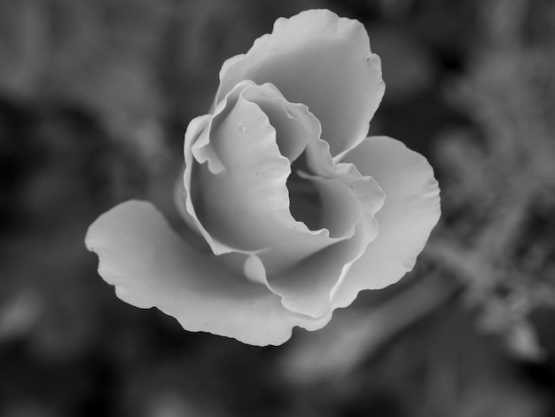 Close-up of flower