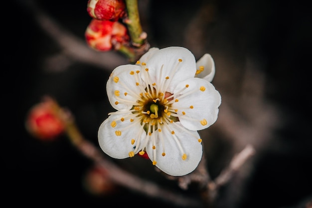 Close-up of flower