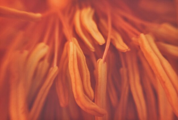 Close-up of flower