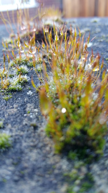 Photo close-up of flower