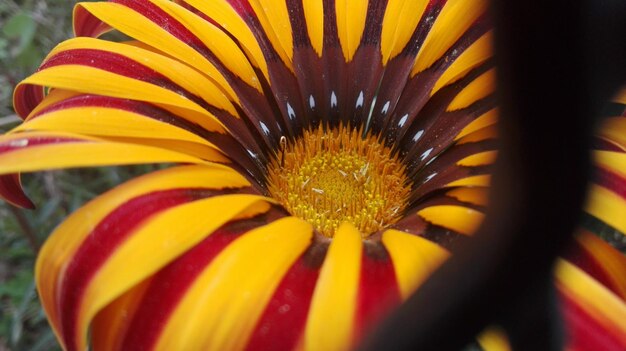 Close-up of flower