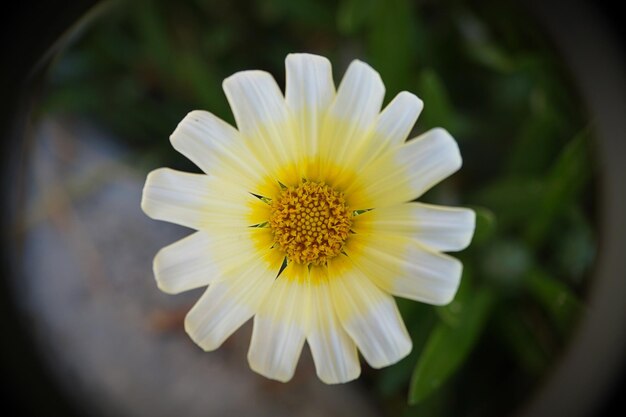 Foto prossimo piano del fiore