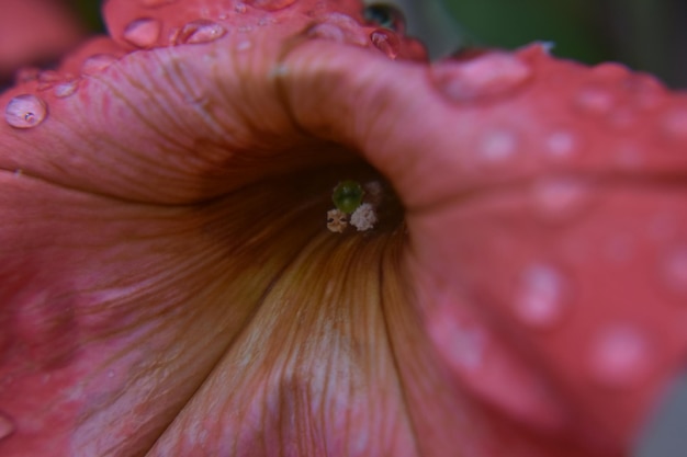 Foto prossimo piano del fiore