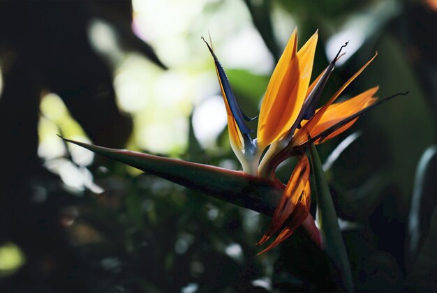 Close up of flower