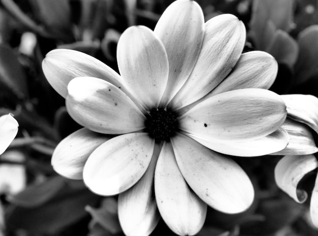 Close-up of flower