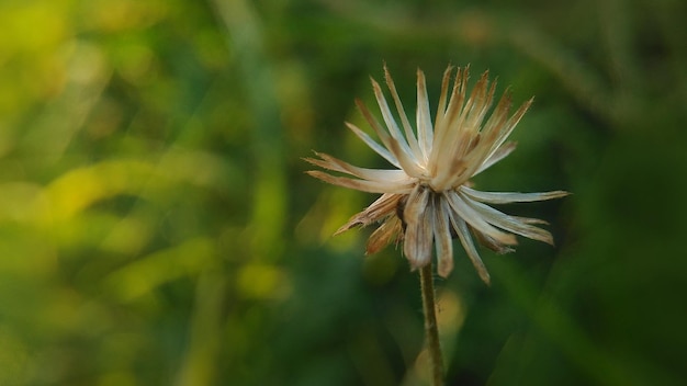 Foto prossimo piano del fiore