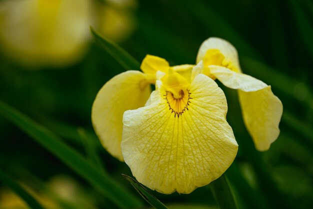 Photo close-up of flower