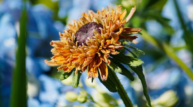 Foto prossimo piano del fiore