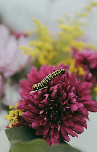 Photo close-up of flower