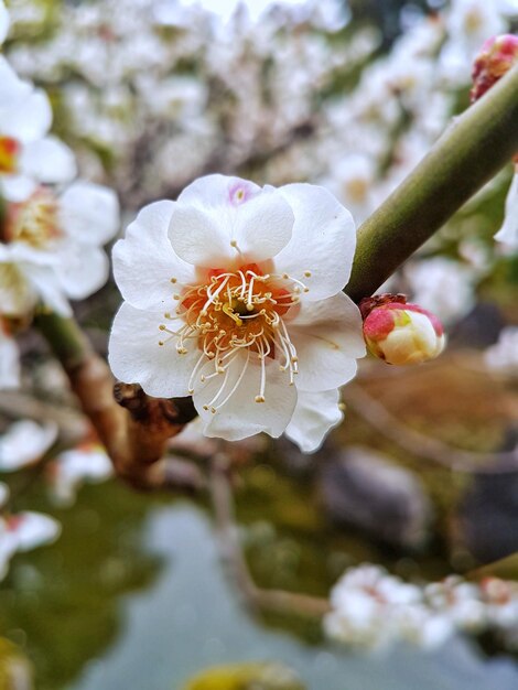 Close-up of flower