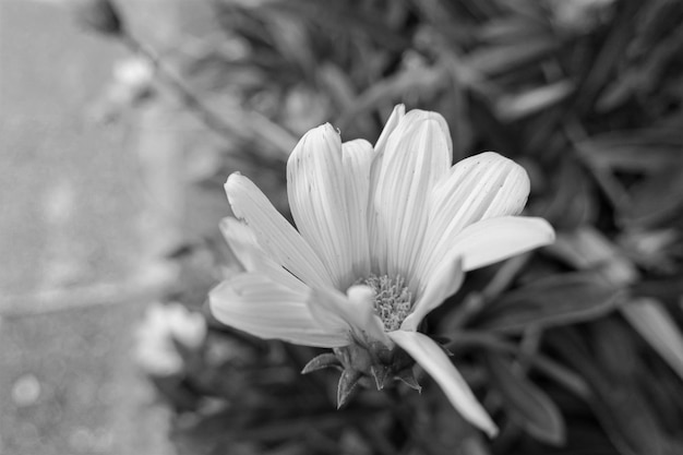 Close-up of flower