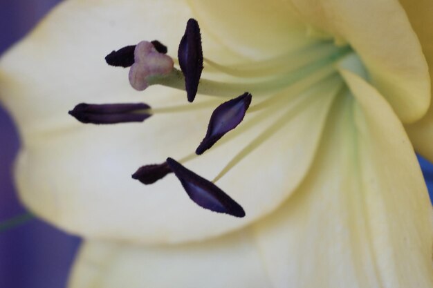 Foto prossimo piano del fiore