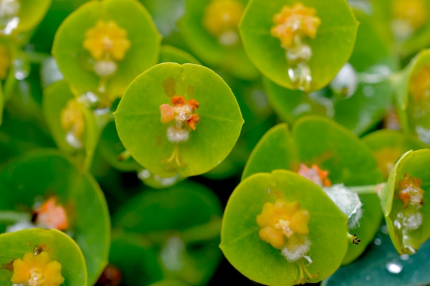 Foto prossimo piano del fiore