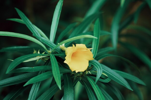 Foto prossimo piano del fiore