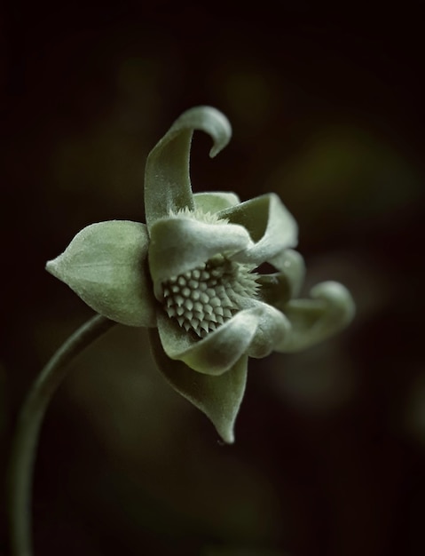 Photo close-up of flower