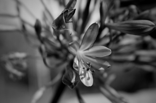 Photo close-up of flower