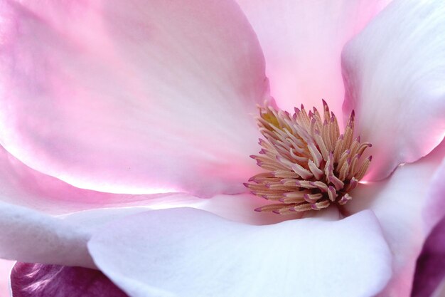 Photo close-up of flower