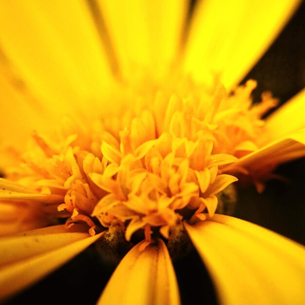 Close-up of flower