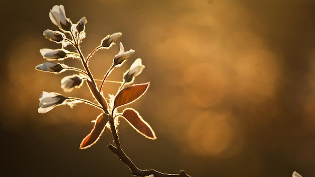 Photo close-up of flower