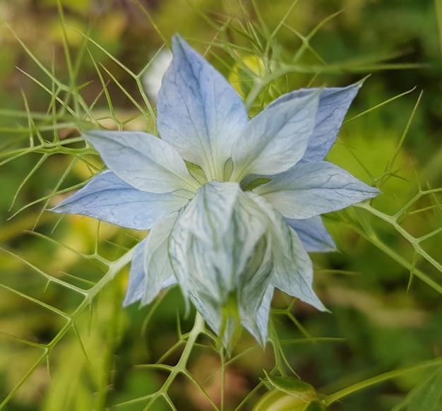 Close-up of flower