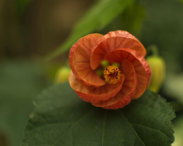 花のクローズアップ