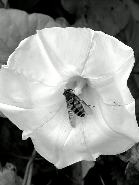 Photo close-up of flower