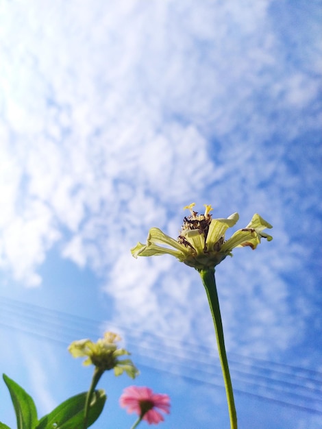 Photo close-up flower