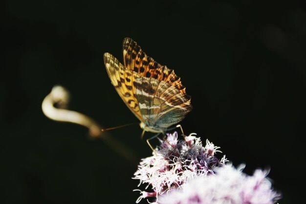 Foto prossimo piano del fiore