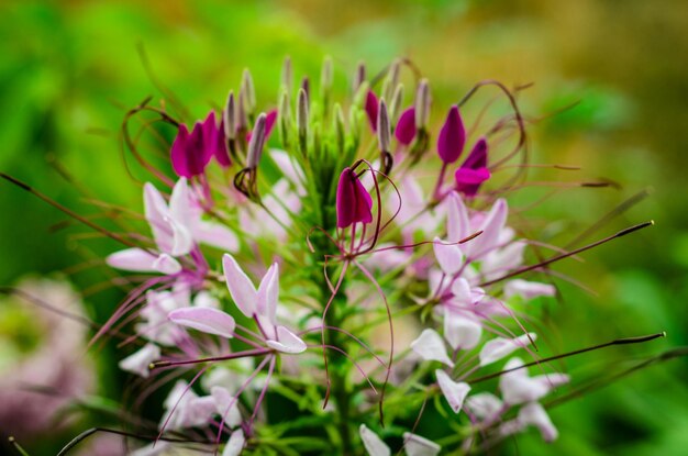 Foto prossimo piano del fiore