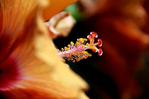 Foto prossimo piano del fiore