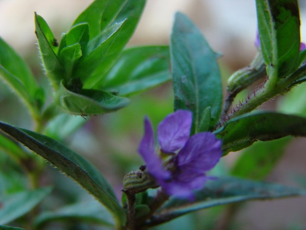 Foto prossimo piano del fiore