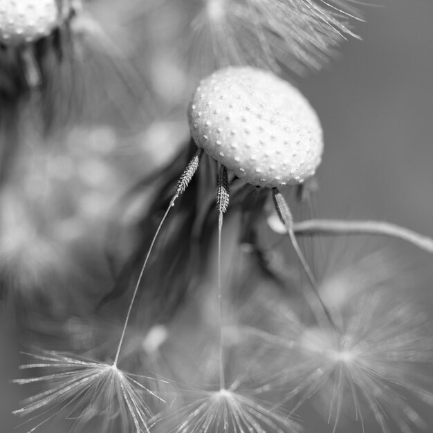 Foto prossimo piano del fiore