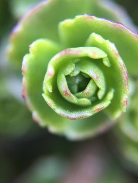 Foto prossimo piano del fiore