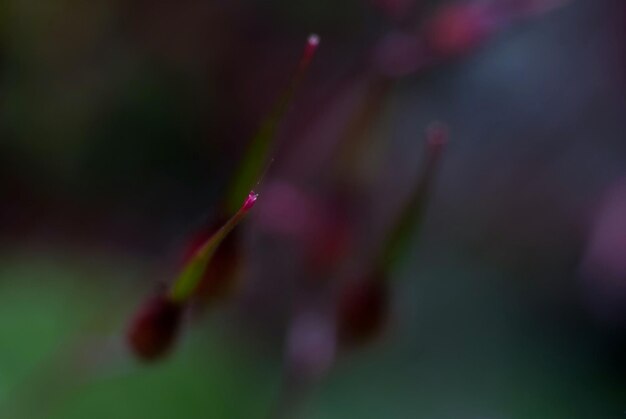 Close-up of flower