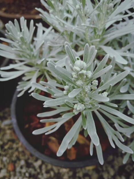 Close-up of flower