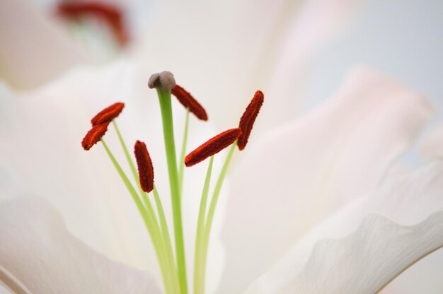 Foto prossimo piano del fiore