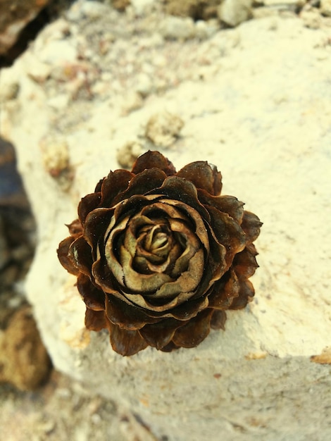 Foto prossimo piano del fiore