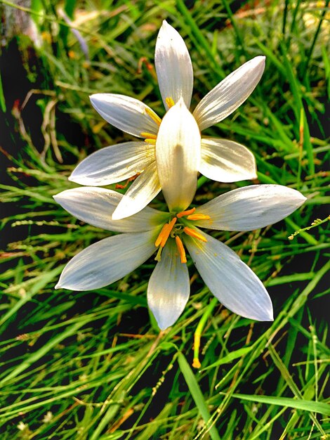 Photo close-up of flower