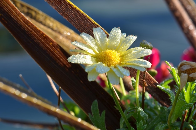 Foto prossimo piano del fiore