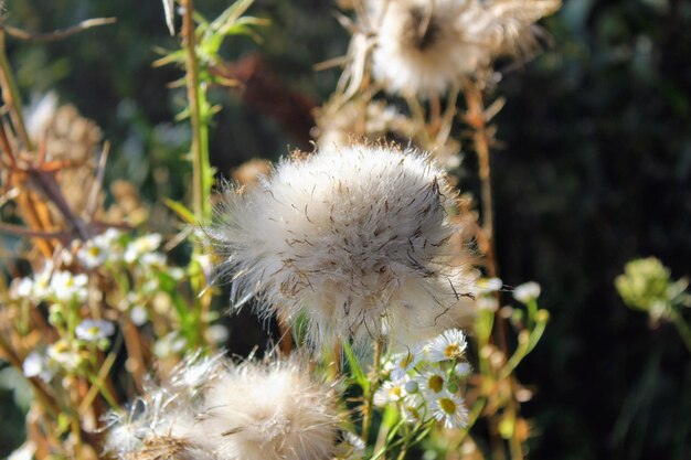 Photo close-up of flower